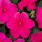 Perfect Plants - Busy Lizzie Plants Rose - 6 Pack Bedding Plants - Garden Ready Plants Impatiens