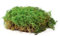sphagnum-shop.com Farnmoos konserviert für Moosbilder Dekomoos Premium Qualität Grün Windowbox 0,2m²