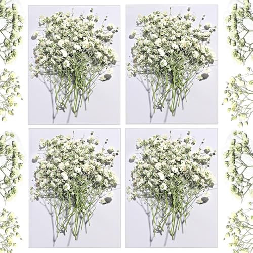 LAUMOE 120 Stück Schleierkraut Getrocknet, Natürlich Schleierkraut Trockenblumen Zum Basteln Trockenblumen Klein Schleierkraut Weiß Manuelle Auswahl Etwa 5-8cm für DIY Hochzeitsdeko Wohnkultur