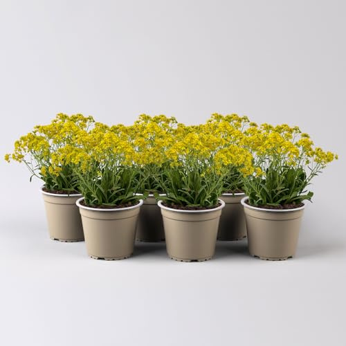 Felsen-Steinkraut, gelb, Topf-Ø 13 cm, 6er-Set