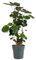 Bloomique - Polyscias Fabian - Aralie - Zimmerpflanzen - Pflegeleicht - Luftreinigend - Höhe 80-100 cm - Topf 21 cm