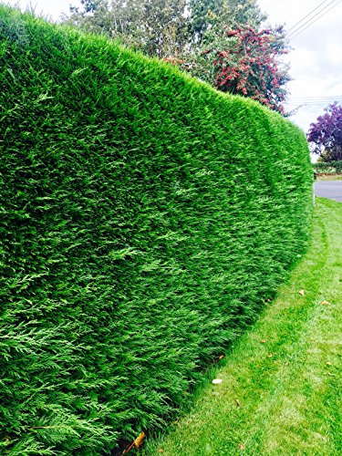 10 Green Leylandii Hedging Evergreen Conifer Plants Fast Growing Shrubs 40-60cm Potted Sunnyside Nurseries
