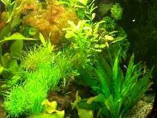 Mühlan Topartikel- 30 Aquarienpflanzen + 1000 ml getrocknete. Wasserflöhe