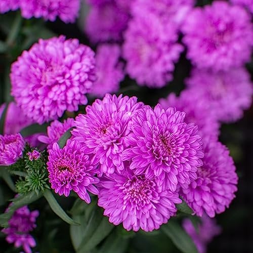 100 Stücke chrysanthemen pflanzen samen blumensamen gastgeschenk (Chrysanthemum) wildblumensamen mehrjährig winterhart chrysanthemen pflanzen im topf chrysanthemen pflanzen winterhart