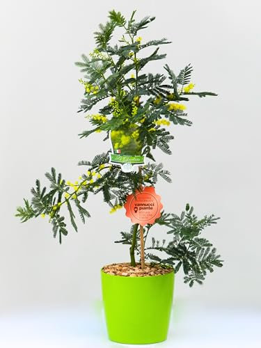 Vannucci Piante - Mimosa (Acacia dealbata), Pianta vera per balconi e terrazze