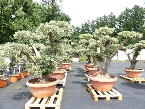 gruenwaren jakubik Olivenbaum Pon Pon Olive Gartenbonsai Bonsai Formgehölz, winterhart