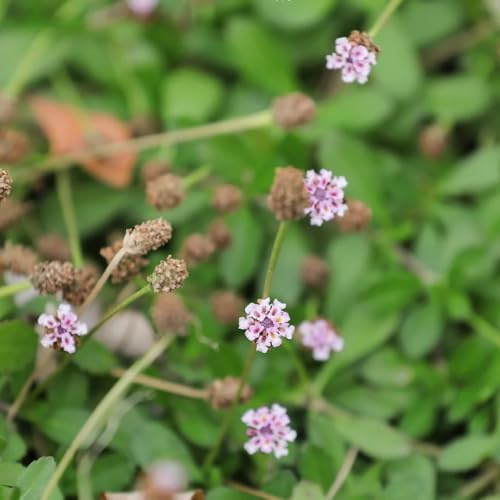 Phyla nodiflora tagliati semi di giardino semi selvatico medicinali primavera selvatici balcone estate giardino 400pcs