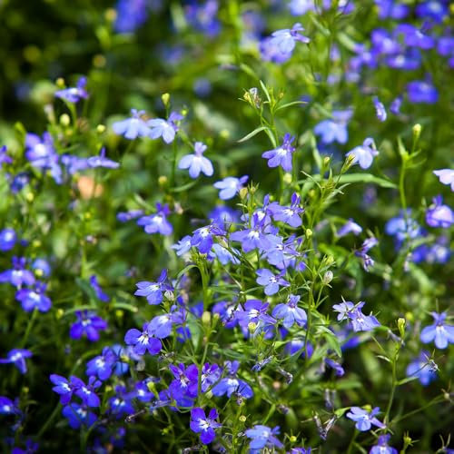 Lobelia Sapphire Trailing Seeds – Easy to Grow – Half Hardy Annual – Must Have for Containers & Hanging Baskets – for Your Beautiful Garden