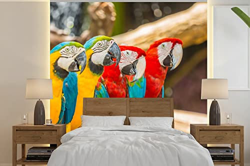 MuchoWow Papier peint Oiseaux - Perroquet - Tropical - Nature Papier peint photo 300x300 cm Papier peint imprimé