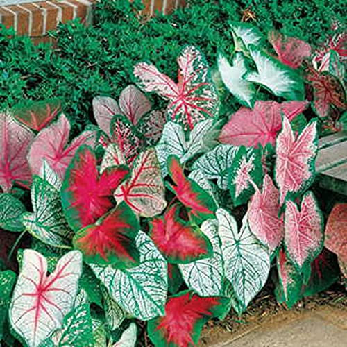 TOYHEART 100 Stück Premium Blumensamen, Topfsamen Attraktive Schnelle Keimung Nicht GVO Mischfarbe Calathea Ornata Caladium Pflanzensamen Für Patio rot