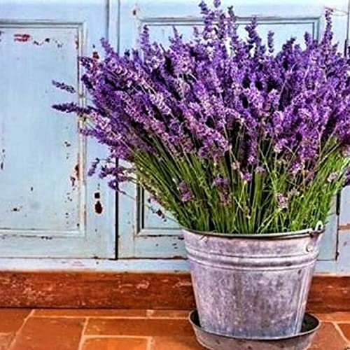 SANWOOD Semillas de lavanda, semillas de lavanda de 1000 Uds Productive Landscaping Natural Lavender Seedlings para el hogar - Lavanda
