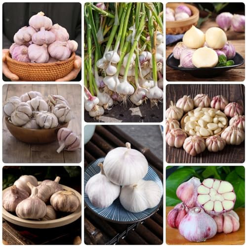 500 Pezzi Di Semi Di Aglio Da Piantare - Allium Sativum - Piante Verdi, Semi Di Piante Da Interno, Giardino Di Erbe Da Balcone, Semi Di Aglio, Resistente, Aglio Invernale, Aglio Vegetale, Se