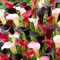 Calas bulbos,bulbos calas gigantes,calas Plantas naturales,Decoración del jardín,zantedeschia aethiopica,Planta De Calas,Embellecer el entorno,Bulbos de calas de colores,perennes.-2bulbos-J