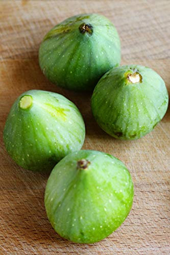 Pianta di Fico Albero di Fico pianta da esterno Albero di fico diverse varietà 2 anni Albero di Fiorone pianta da frutta da mangiare pianta vera in vaso venduta da eGarden.store (Verdino)