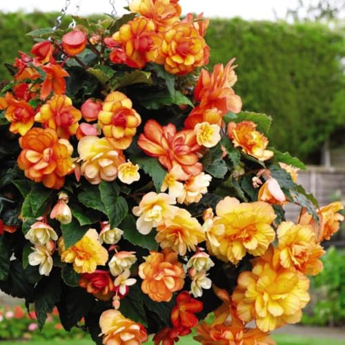 Begonia 'Apricot Shades Improved' Large Cascading Apricot and Orange Blooms Ideal for Hanging Baskets and Window Boxes 1x6 Tray Beautiful Flowers for Your Home Décor