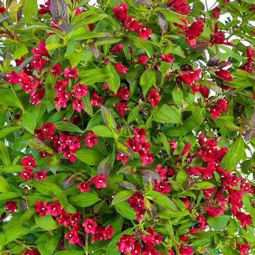 Weigela Camouflage | Plants Outdoor Garden Ready | Hardy Shrubs for Gardens, Bedding, Borders, Containers | Outdoor Plant (9cm Pot, 15-25cm)