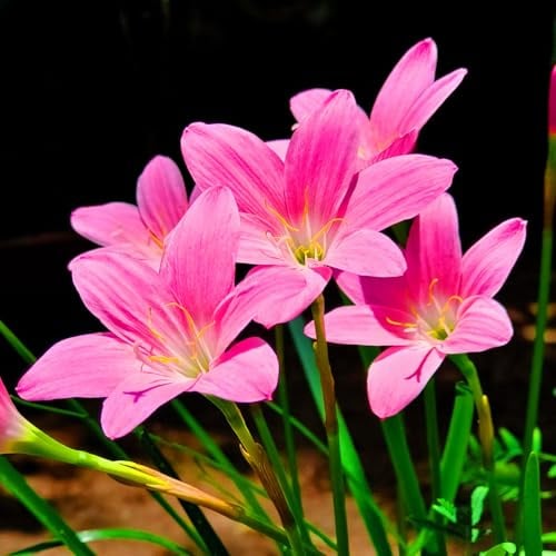 Lirio De Lluvia Zephyranthes CáNdida Bulbos Bulbos De Lirio De Lluvia PlantacióN Al Aire Libre Resistente Al FríO Y De Bajo Mantenimiento.-5bulbs-A