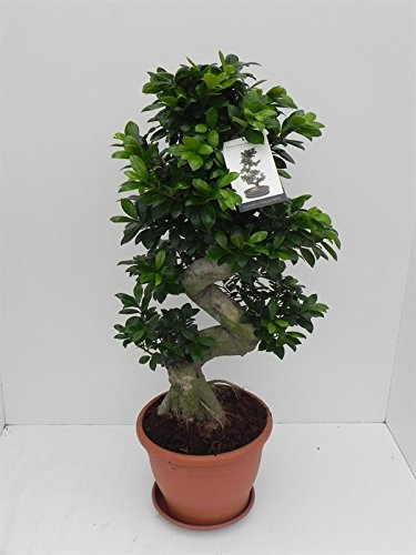 Ficus Ginseng, Ginseng Bonsai, (Ficus microcarpa), asiatischer Bonsai, verschiedene Größen (S-Form, im 29cm Topf, ca. 90cm hoch)