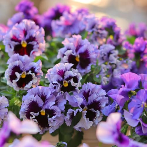 1000 Pc Semillas De Pensamiento Resistentes - Semillas De Flores Perennes Resistentes, Plantas De Balcón Resistentes. Semillas De Plantas De Pensamiento, Plantas Raras, Decoración