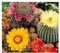 Pcs - 20x Cactus Mélange de Graines Cactus Espèces Jardin Plantes - Graines KS50 - Seeds & Plants Shop by Ipsa