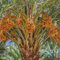 10 Pezzi Semi Resistenti Di Palma Da Datteri, Semi Di Datteri Semi Di Palma Da Dattero Nana (Fenice Dattilifera) Palma Da Dattero - Semi Di Frutta Regali Da Giardino, Piante In Vaso