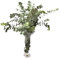Jardin202 - Eucaliptus Cinerea | Flor Natural | Ramo de 5 Tallos | Verde | 70cm de Alto