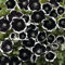 Nemophila Seeds menziesii 'Pennie Black' Baby Blue-Eyes 'Penny Black' Hardy Annual Purple/Black and White Blooms Easy To Grow Your Own Outdoor Garden Flowers (Approx. 250 Seeds) by Thompson and Morgan