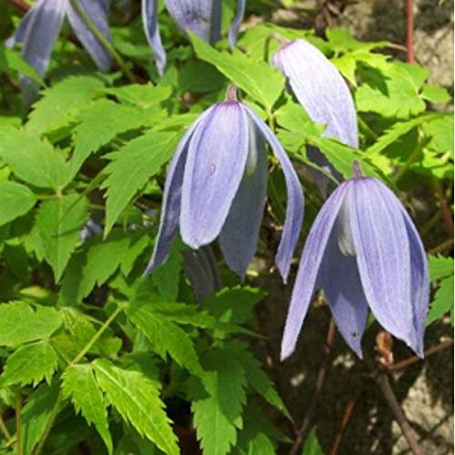 Clematis Alpina - Waldrebe 50-60 cm Pflanzcontainer