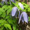 Clematis Alpina - Waldrebe 50-60 cm Pflanzcontainer
