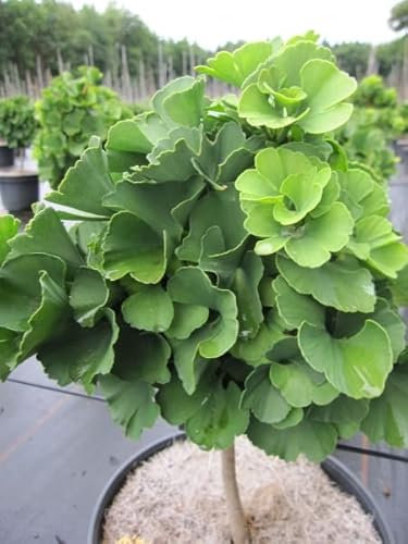 Ginkgo biloba Troll - Fächerblattbaum Troll - 20 cm Hochstamm