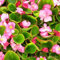 50 Samen – Begonie – Rose