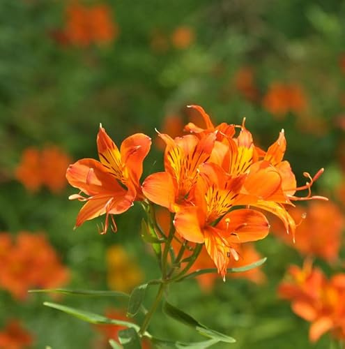 Inkalilie Orange King - Alstroemeria aurea - lebende Gartenpflanze aus den Baumschulen