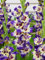 Gladiolen Pflanze Zwiebeln Winterharte MehrjäHrig, Gladiolenzwiebeln, Winterhartes Pflanzen, Berühmte Blumen in der Welt,Blumenzwiebeln-3 Zwiebeln-B