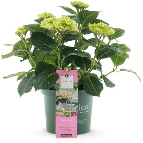 Green boutiQ - Balkonpflanze - Hortensie - Hydrangea Magical Jewel Pink - Rosa - 6-10 Blumen - Topf 23cm Höhe 55cm