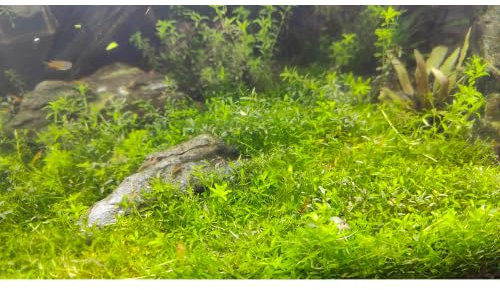 Easy Carpeting Aquarium Plant Micranthemum Micranthemoides Pearlweed Beginner