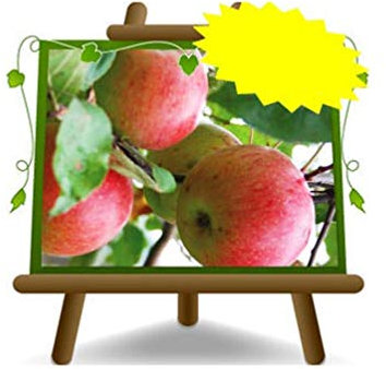 Manzano Manzana rosa - Planta frutal vieja en maceta 26 árbol max 220 cm – 4 años cultivo Italia