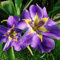 Iris-Samen, 50 Stück/Beutel, Iris-Samen, stark keimende Wasserpflanzen, lila, mehrjährige Blumensamen für den Garten Saatgut