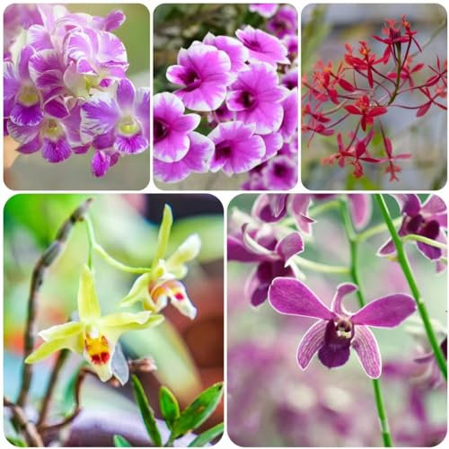 25 pcs Dendrobium nobile orchidee samen - pflanztöpfe balkon hochbeet orchideen, pflanzensamen winterfeste pflanzen für garten topfpflanzen draußen winterhart plant winterfeste pflanzen