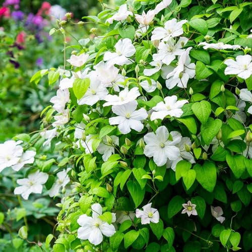 Kletterpflanze - Clematis Madame Le Coultre - blühend weiß - Wenig Pflege - 2 Pflanzen - Topf 11cm Höhe 40cm