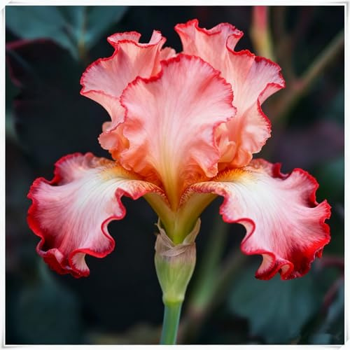 Mehrjährigen Iris Rhizome/Schwertlilie Rhizome/Robuste Gartenrhizome/Widerstandsfähig ＆ Trockenheitsresistent/Gedeihen in Töpfen-8 Rhizome-G