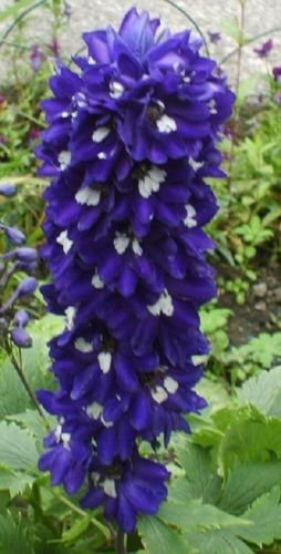 Delphinium Samen Dunkelblau weiß Bee Rittersporn - 100 Samen