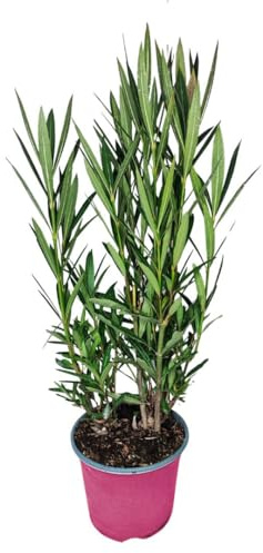 I GIARDINI DI GIULIA - Nerium Oleander Ø18 H.45 | Pianta Sempreverde con Fiori Colore Bianco| Ideale per Giardini, Terrazzi e Siepi | Resistente e Facile da Coltivare (Fiori rosa)