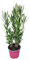 I Giardini di Giulia | Nerium Oleander Ø18 H.65 | Pianta Sempreverde con Fiori Colore Bianco| Ideale per Giardini, Terrazzi e Siepi | Resistente e Facile da Coltivare (Fiori rosa)