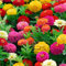 500 Zinnien Samen Mit 2 Pack Nährlösung,Zinnia elegans,Zinniensamen,Blumensamen,Farbenprächtige Sommerblumen für das Beet, den Balkon, die Terrasse und als Schnittblume in Vasen