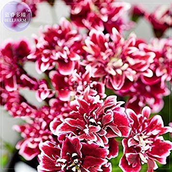 Vistaric BELLFARM Geranio 'Quantoki May' Ángel Pétalos dobles de color rojo oscuro Semillas de flor de borde blanco, 10 semillas, flores grandes Flor perenne