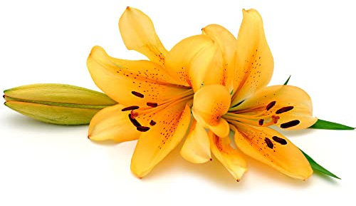 Lilien Zwiebeln Winterhart MehrjäHrig Blumenzwiebeln FrüHblüHer Blumen Deko Zimmerpflanzen Bonsai FrüHlingsblumen Zwiebeln Garten Pflanzen Balkonpflanzen Geschenk Garten 6 Orange Lilien Zwiebel