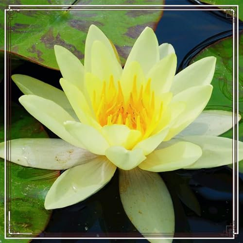 Taglilien zwiebeln Wachstum Gemischt Taglilien Zwiebeln Gartenarbeit Winterhart MehrjäHrig