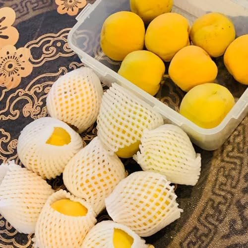 8 piezas semillas de albaricoquero plantas de interior Semillas de albaricoquero Las plantas de jardín son plantas perennes resistentes. cultivo de semillas regalo Las plantas perennes