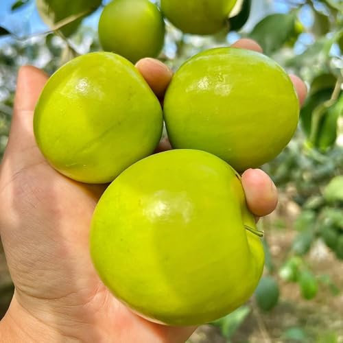 semillas de palmera datilera, azufaifo Plantas en maceta resistentes al aire libre Semillas de frutas frescas, decoración de jardín al aire libre, semillas de frutas Fruto de zapote, 100pcs