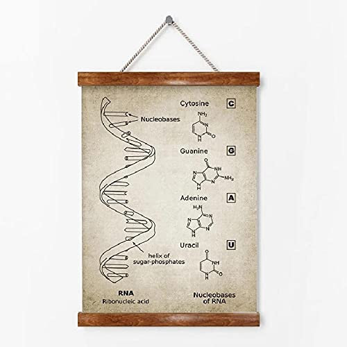 Bilder, Poster, Kunstdrucke Genetischer Code Wandkunst Leinwand Malerei Drucke Genetik Biochemie Student Geschenk Vintage Poster Wissenschaft Wanddekor Poster Und Drucke - 50X70Cm
